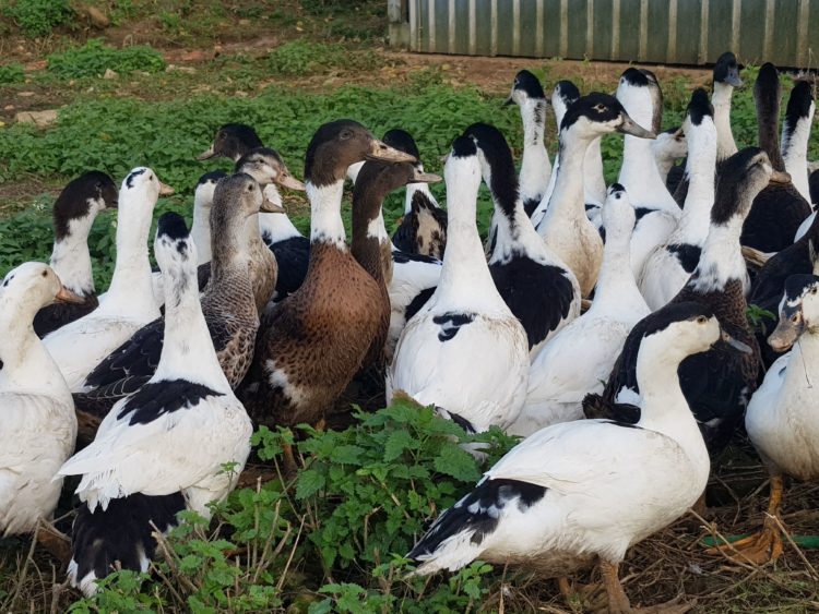 Agathe Marton et son mari, ont choisi de faire eux même la reproduction de leurs canards pour pallier à la crise de grippe aviaire. (© Foie Gras du Parcq)