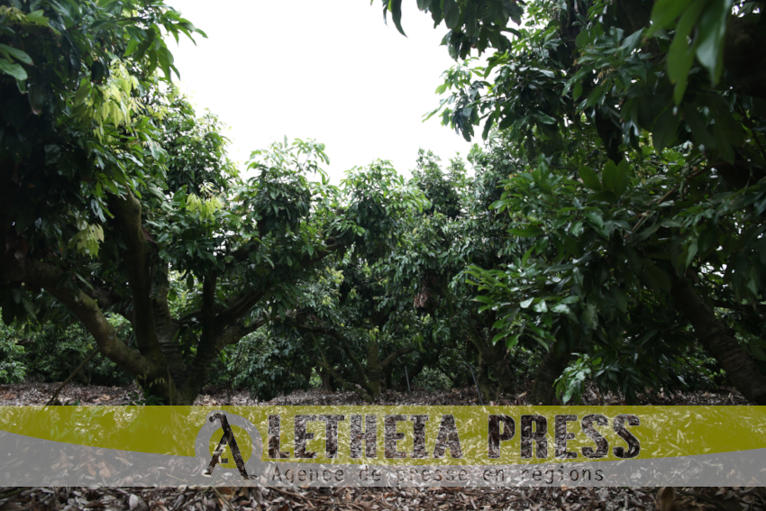 Arbres à litchis dans la province de Kaoshing (Aletheia Press / M.Railane)