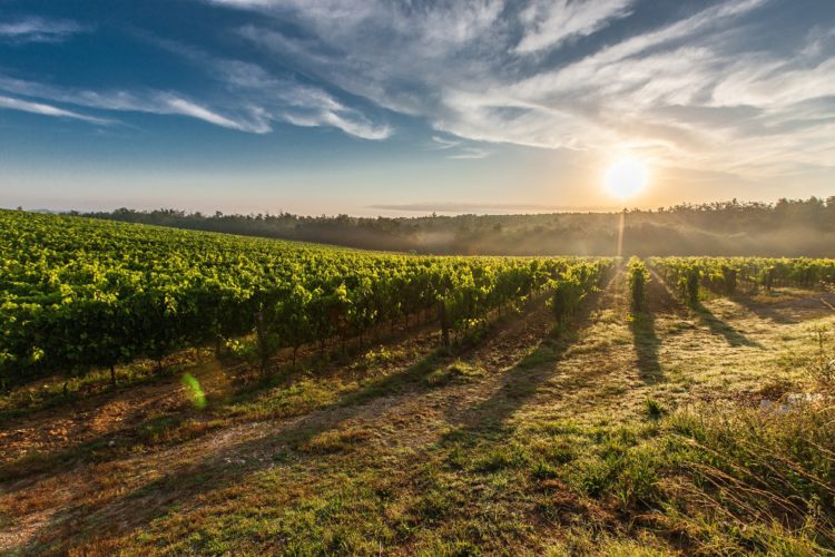 Les célèbres vignobles de Bourgogne et toute la région sont mis à l'honneur par le guide Lonely Planet. (© Pixabay)