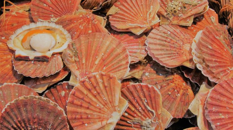 60 % de la pêche de coquilles SAint-Jacques se déroulent en Normandie. (Pixabay)