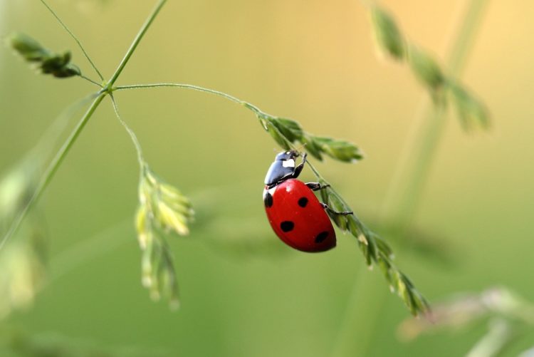 Après les oiseaux, les mammifères des Hauts-de-France, l’abeille charpentière et désormais la coccinelle à 7 points, Picardie Nature espère fidéliser ces naturalistes en herbe. (© Pixabay)