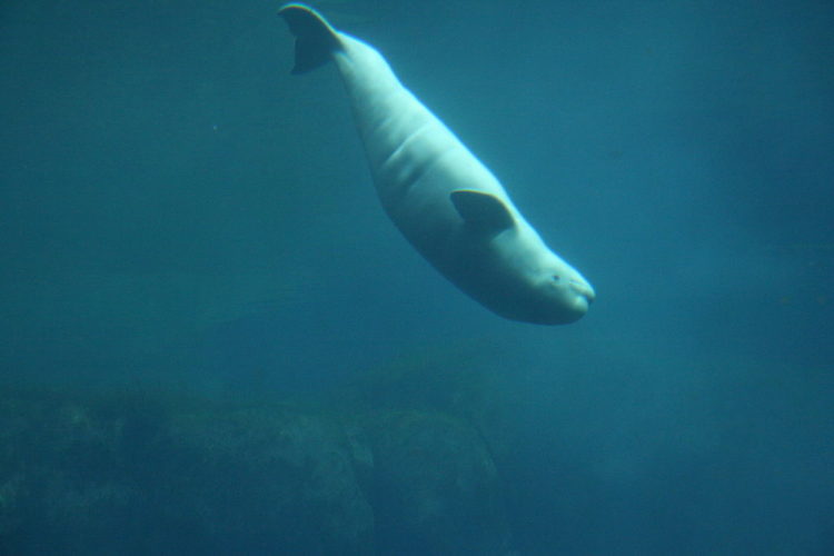 Beluga Delphinarium Vancouver